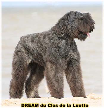 Bouvier des Flandres image  -  Elevage du Clos de la Luette - Copyright d�pos�