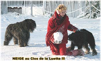 Bouvier des Flandres image  -  Elevage du Clos de la Luette - Copyright d�pos�