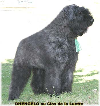 Bouvier des Flandres image  -  Elevage du Clos de la Luette - Copyright d�pos�