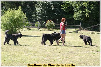Bouvier des Flandres image  -  Elevage du Clos de la Luette - Copyright d�pos�