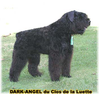 Bouvier des Flandres image  -  Elevage du Clos de la Luette - Copyright d�pos�
