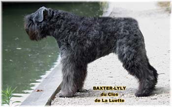 Bouvier des Flandres image  -  Elevage du Clos de la Luette - Copyright d�pos�