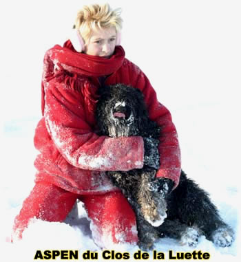 Bouvier des Flandres image  -  Elevage du Clos de la Luette - Copyright d�pos�