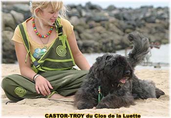 Bouvier des Flandres image  -  Elevage du Clos de la Luette - Copyright d�pos�