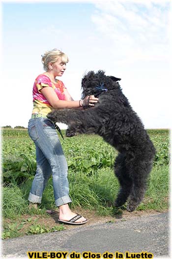 Bouvier des Flandres image  -  Elevage du Clos de la Luette - Copyright d�pos�