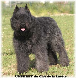 Bouvier des Flandres image  -  Elevage du Clos de la Luette - Copyright d�pos�