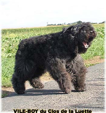 Bouvier des Flandres image  -  Elevage du Clos de la Luette - Copyright d�pos�