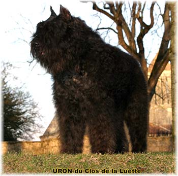 Bouvier des Flandres image  -  Elevage du Clos de la Luette - Copyright d�pos�