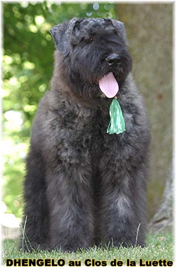 Bouvier des Flandres image  -  Elevage du Clos de la Luette - Copyright d�pos�