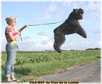 Bouvier des Flandres image  -  Elevage du Clos de la Luette - Copyright d�pos�