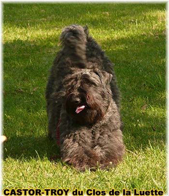 Bouvier des Flandres image  -  Elevage du Clos de la Luette - Copyright d�pos�