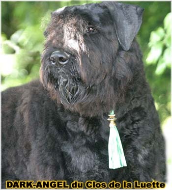 Bouvier des Flandres image  -  Elevage du Clos de la Luette - Copyright d�pos�