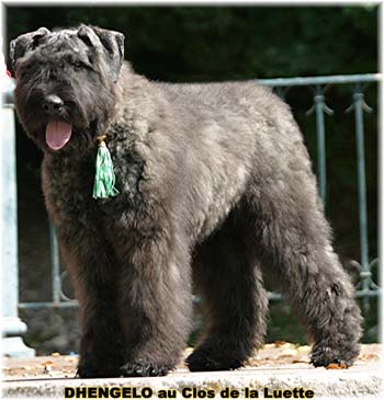 Bouvier des Flandres image  -  Elevage du Clos de la Luette - Copyright d�pos�