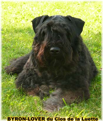 Bouvier des Flandres image  -  Elevage du Clos de la Luette - Copyright d�pos�