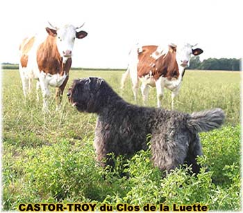 Bouvier des Flandres image  -  Elevage du Clos de la Luette - Copyright d�pos�