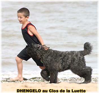 Bouvier des Flandres image  -  Elevage du Clos de la Luette - Copyright d�pos�