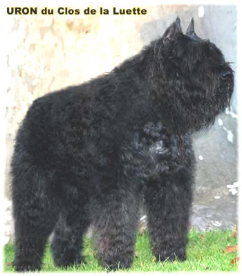 Bouvier des Flandres image  -  Elevage du Clos de la Luette - Copyright d�pos�