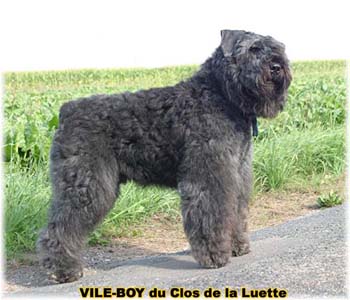 Bouvier des Flandres image  -  Elevage du Clos de la Luette - Copyright d�pos�