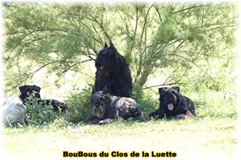 Bouvier des Flandres image  -  Elevage du Clos de la Luette - Copyright d�pos�