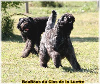 Bouvier des Flandres image  -  Elevage du Clos de la Luette - Copyright d�pos�