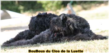 Bouvier des Flandres image  -  Elevage du Clos de la Luette - Copyright d�pos�