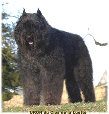 Bouvier des Flandres image  -  Elevage du Clos de la Luette - Copyright d�pos�