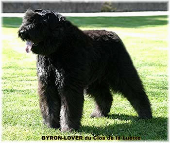 Bouvier des Flandres image  -  Elevage du Clos de la Luette - Copyright d�pos�
