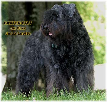 Bouvier des Flandres image  -  Elevage du Clos de la Luette - Copyright d�pos�