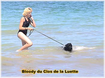 Bouvier des Flandres image  -  Elevage du Clos de la Luette - Copyright d�pos�