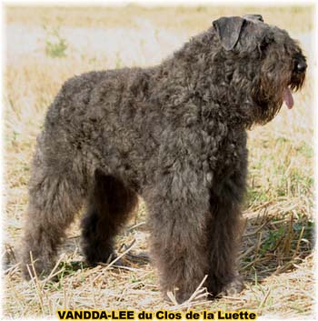 Bouvier des Flandres image  -  Elevage du Clos de la Luette - Copyright d�pos�