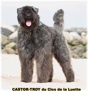 Bouvier des Flandres image  -  Elevage du Clos de la Luette - Copyright d�pos�