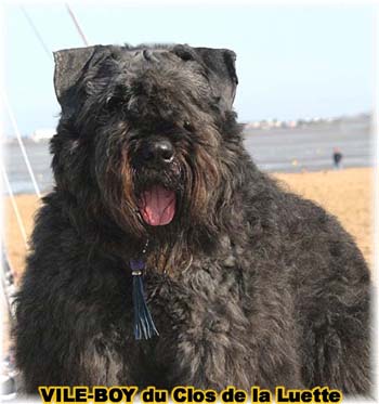 Bouvier des Flandres image  -  Elevage du Clos de la Luette - Copyright d�pos�