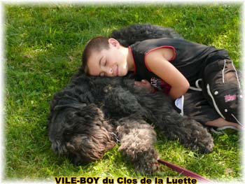 Bouvier des Flandres image  -  Elevage du Clos de la Luette - Copyright d�pos�