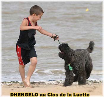 Bouvier des Flandres image  -  Elevage du Clos de la Luette - Copyright d�pos�