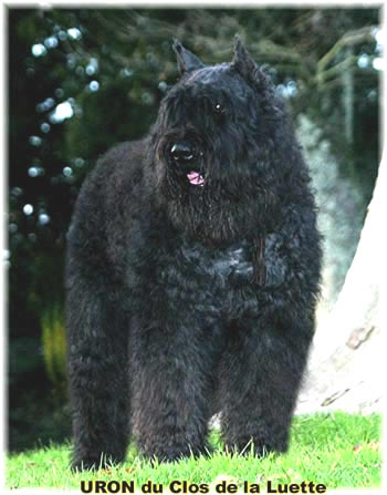Bouvier des Flandres image  -  Elevage du Clos de la Luette - Copyright d�pos�
