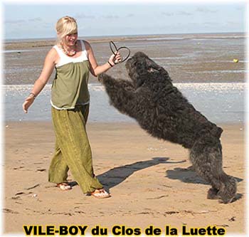 Bouvier des Flandres image  -  Elevage du Clos de la Luette - Copyright d�pos�