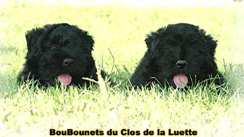 Bouvier des Flandres image  -  Elevage du Clos de la Luette - Copyright d�pos�