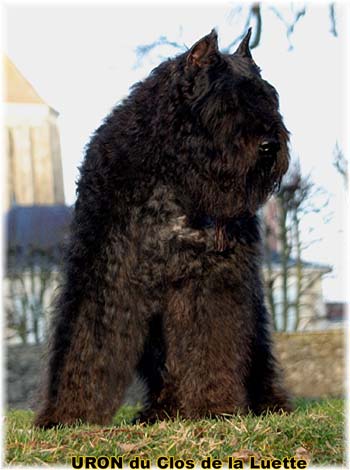 Bouvier des Flandres image  -  Elevage du Clos de la Luette - Copyright d�pos�