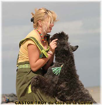 Bouvier des Flandres image  -  Elevage du Clos de la Luette - Copyright d�pos�
