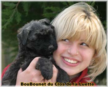 Bouvier des Flandres image  -  Elevage du Clos de la Luette - Copyright d�pos�