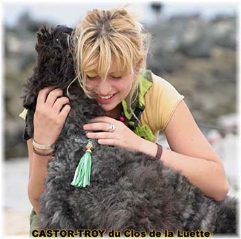 Bouvier des Flandres image  -  Elevage du Clos de la Luette - Copyright d�pos�