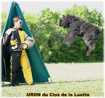 Bouvier des Flandres image  -  Elevage du Clos de la Luette - Copyright d�pos�