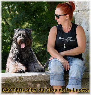 Bouvier des Flandres image  -  Elevage du Clos de la Luette - Copyright d�pos�