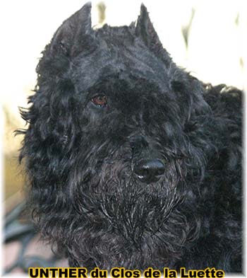 Bouvier des Flandres image  -  Elevage du Clos de la Luette - Copyright d�pos�