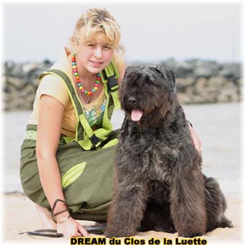 Bouvier des Flandres image  -  Elevage du Clos de la Luette - Copyright d�pos�
