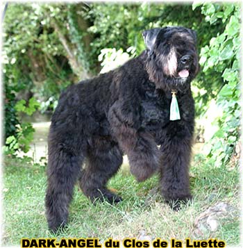 Bouvier des Flandres image  -  Elevage du Clos de la Luette - Copyright d�pos�
