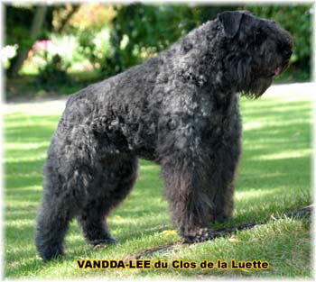 Bouvier des Flandres image  -  Elevage du Clos de la Luette - Copyright d�pos�