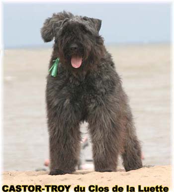 Bouvier des Flandres image  -  Elevage du Clos de la Luette - Copyright d�pos�