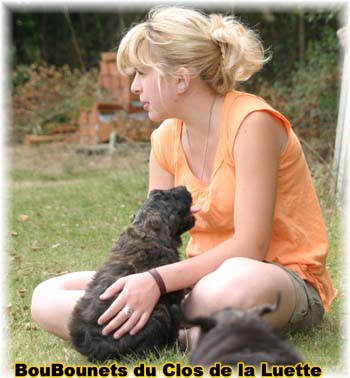 Bouvier des Flandres image  -  Elevage du Clos de la Luette - Copyright d�pos�