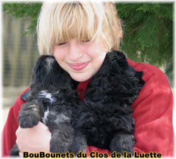 Bouvier des Flandres image  -  Elevage du Clos de la Luette - Copyright d�pos�